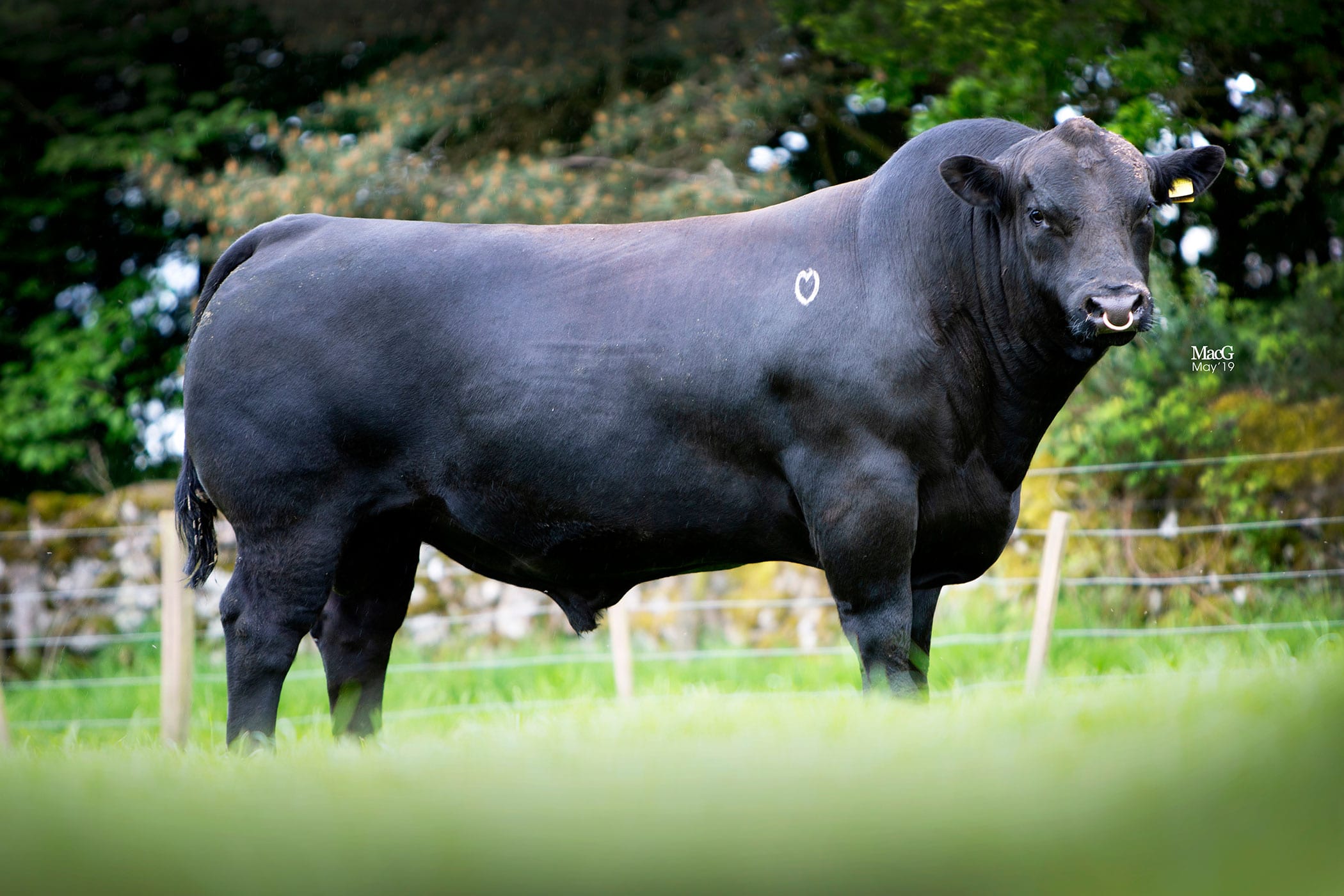 Rawburn Java Eric - Rawburn Aberdeen Angus Herd