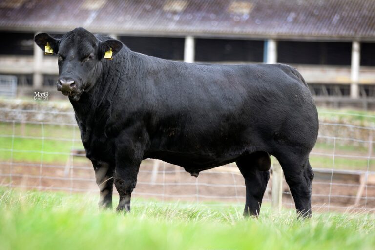 Rawburn Makka Pakka - Rawburn Aberdeen Angus Herd